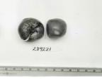 Click for 1 image(s) for this accession. FRUIT